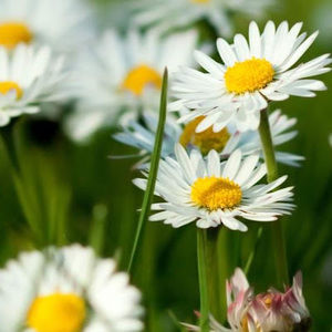 Meet your Posher, Mailee